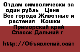 Отдам символически за один рубль › Цена ­ 1 - Все города Животные и растения » Кошки   . Приморский край,Спасск-Дальний г.